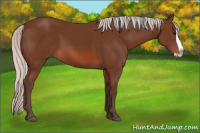 Horse Color:Silver Bay Splash 