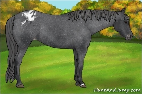 Horse Color:Black Appaloosa Rabicano 