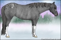 Horse Color:Black Appaloosa Rabicano 