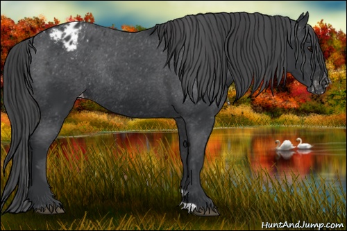 Horse Color:Black Appaloosa Rabicano