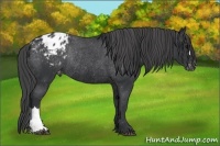 Horse Color:Black Appaloosa Rabicano 