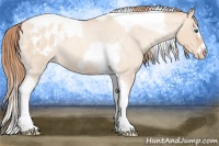 Horse Color:Gold Champagne Roan Dun Splash Tobiano Frame Blanket Rabicano 