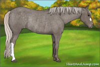 Horse Color:Silver Black Appaloosa Rabicano 