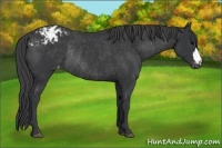 Horse Color:Black Appaloosa Rabicano