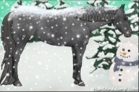 Horse Color:Black Blanket Rabicano 