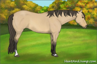Horse Color:Buckskin Dun Sabino 