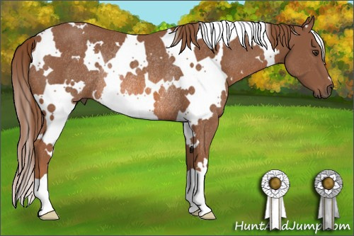 Horse Color: White Spotted Liver Chestnut Rabicano 