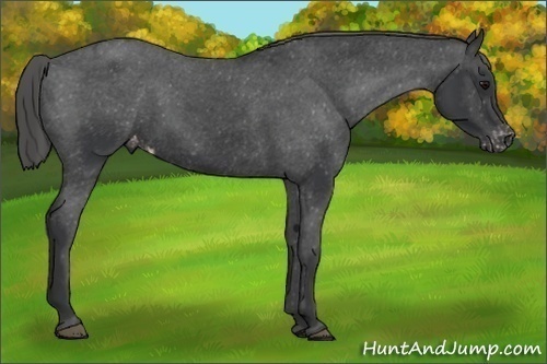 Horse Color:Black Appaloosa Rabicano