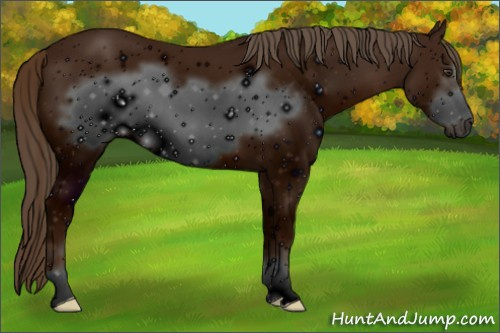 Horse Color: ERROR: UNKNOWN ANOMALY