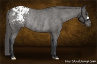 Horse Color:Black Appaloosa Rabicano 