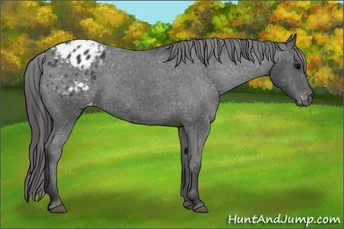 Horse Color:Black Appaloosa Rabicano 
