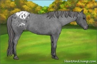 Horse Color:Black Appaloosa Rabicano 