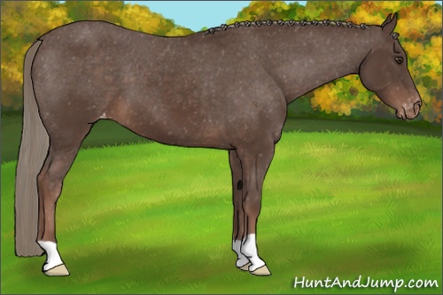 Horse Color: Liver Chestnut Mushroom Varnish 