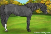 Horse Color:Black Varnish Rabicano 