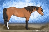 Horse Color:Bay Rabicano 