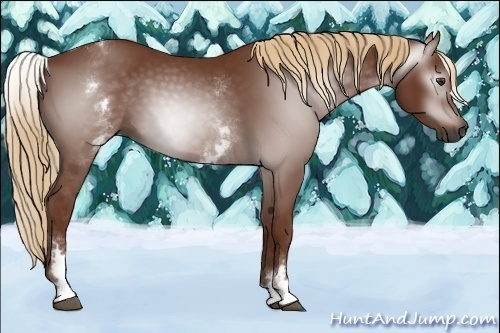 Horse Color:Gray White Spotted Chestnut