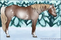 Horse Color:Gray White Spotted Chestnut 