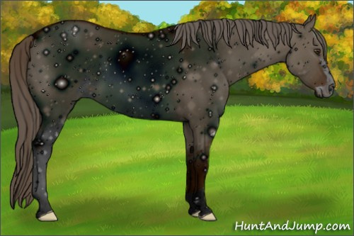 Horse Color: ERROR: UNKNOWN ANOMALY