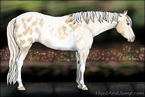 Horse Color:Gray Silver Amber Cream Champagne Roan Dun Splash Tobiano Frame Appaloosa Rabicano 