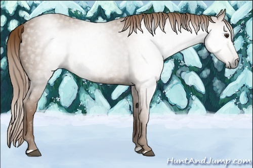 Horse Color:Gray Chestnut Varnish 