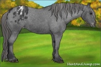 Horse Color:Black Blanket 
