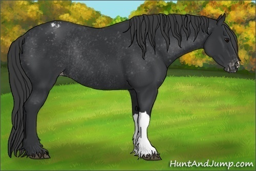 Horse Color:Black Blanket Rabicano