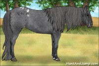 Horse Color:Black Appaloosa Rabicano 