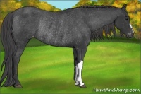 Horse Color:Black Blanket Rabicano 