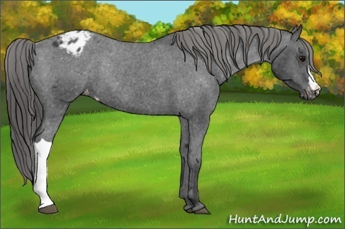 Horse Color:Black Appaloosa Rabicano 
