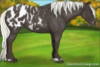 Horse Color:Liver Red Roan Appaloosa 
