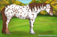 Horse Color:Liver Chestnut Near Leopard 