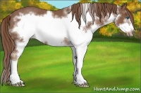 Horse Color:Liver Chestnut Sabino Splash Frame Rabicano 