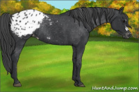 Horse Color:Black Appaloosa Rabicano 