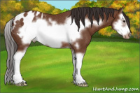 Horse Color:Bay Sabino Splash Frame Blanket Rabicano 