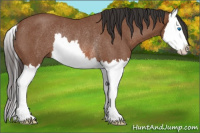 Horse Color:Bay Roan Splash Rabicano 