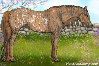 Horse Color:Brown Appaloosa Brindle
