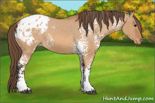 Horse Color: White Spotted Bay Dun Blanket 