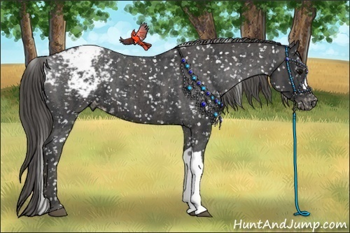 Horse Color: Black Snowcap  Brindle