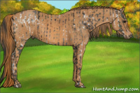 Horse Color:Brown Ice Appaloosa Brindle
