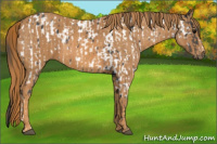Horse Color:Brown Appaloosa Brindle