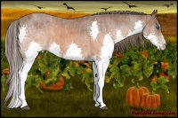 Horse Color:Brown Splash Appaloosa  Brindle