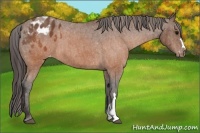 Horse Color:Brown Appaloosa Brindle