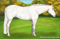 Horse Color:Cremello Appaloosa 