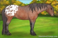 Horse Color:Brown Appaloosa  Brindle