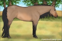 Horse Color:Bay Dun