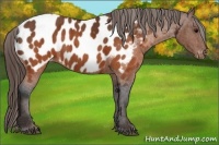 Horse Color:Brown Appaloosa  Brindle
