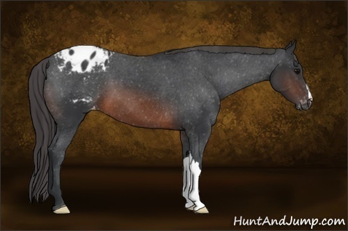 Horse Color:Brown Appaloosa 