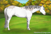 Horse Color:Bay Dun Splash 