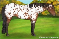 Horse Color:Brown Near Leopard  Brindle