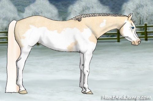 Horse Color: Palomino Roan Dun Splash Frame Varnish 